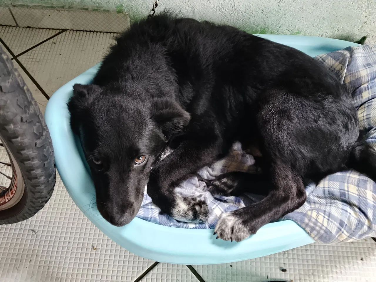 Cachorro pra doação  - Foto 2