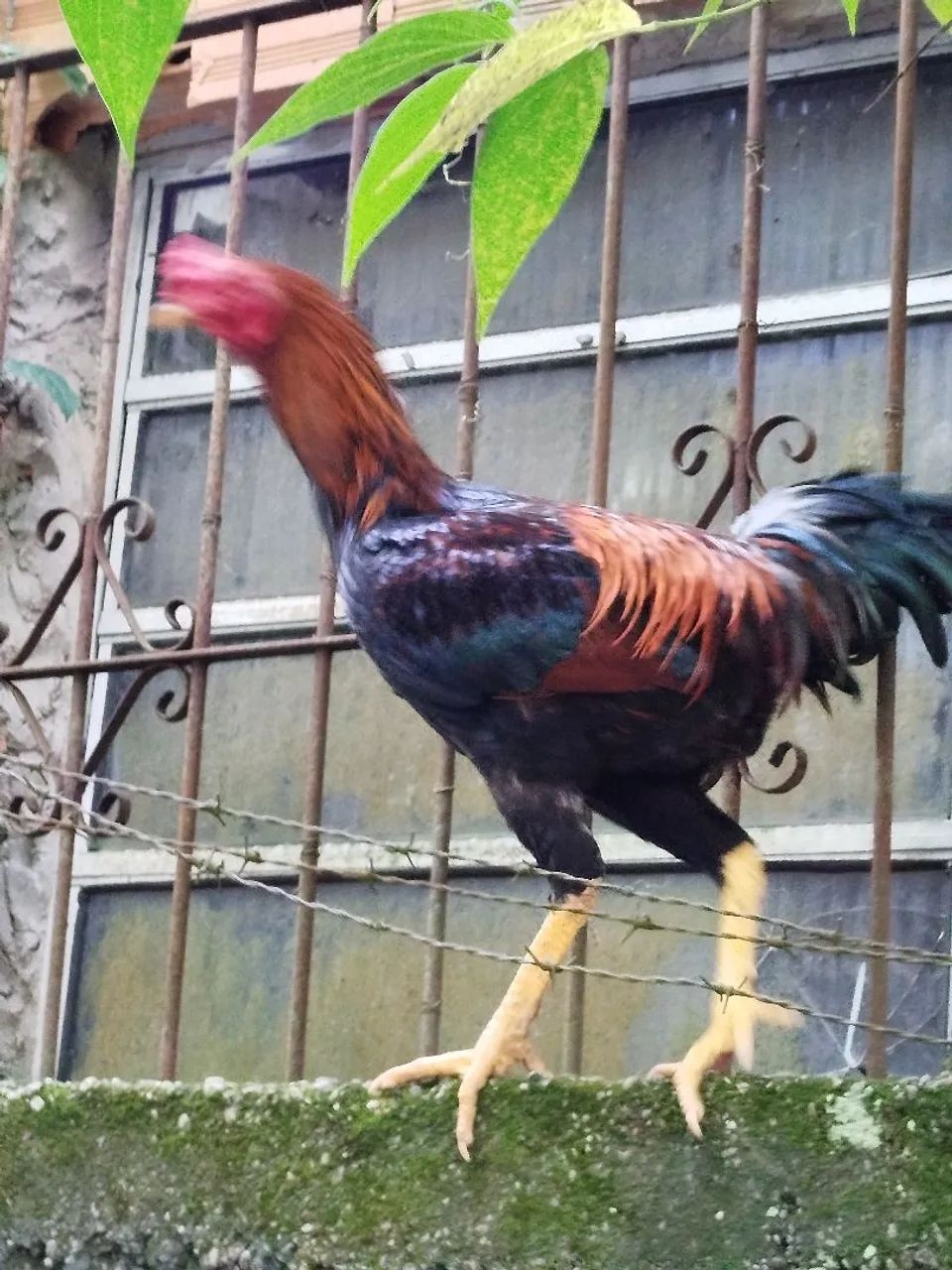 Galo - Foto 3