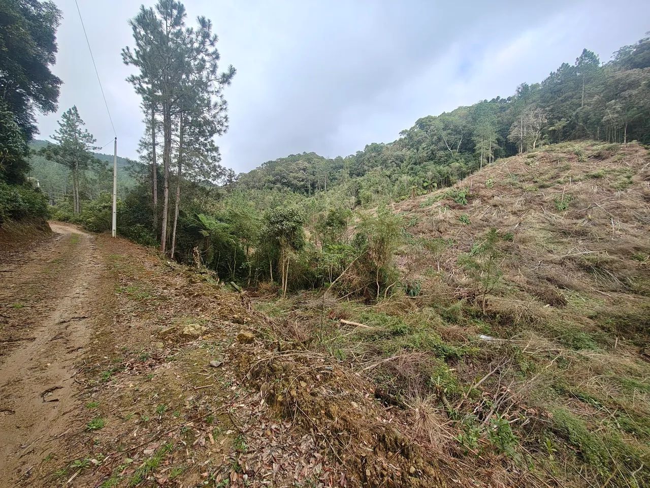 Sítio em Águas Mornas 4 hectares  - Foto 2