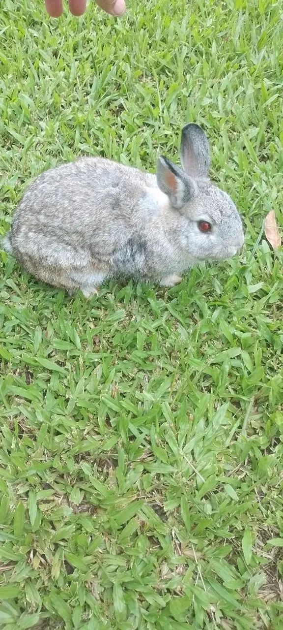 Mini coelho de netherland65580461068161120