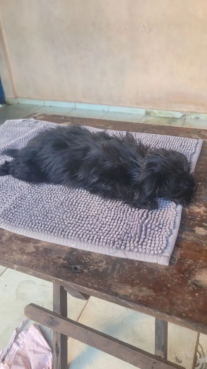 Cachorro shihtzu  - Foto 3