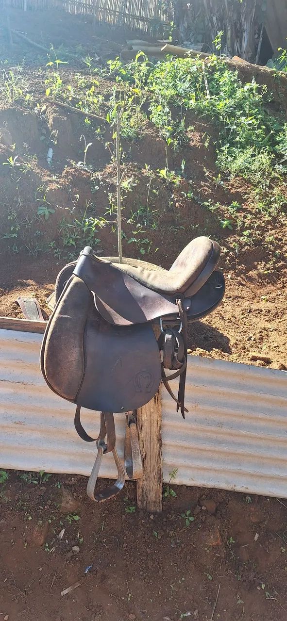 Cela para cavalo pista