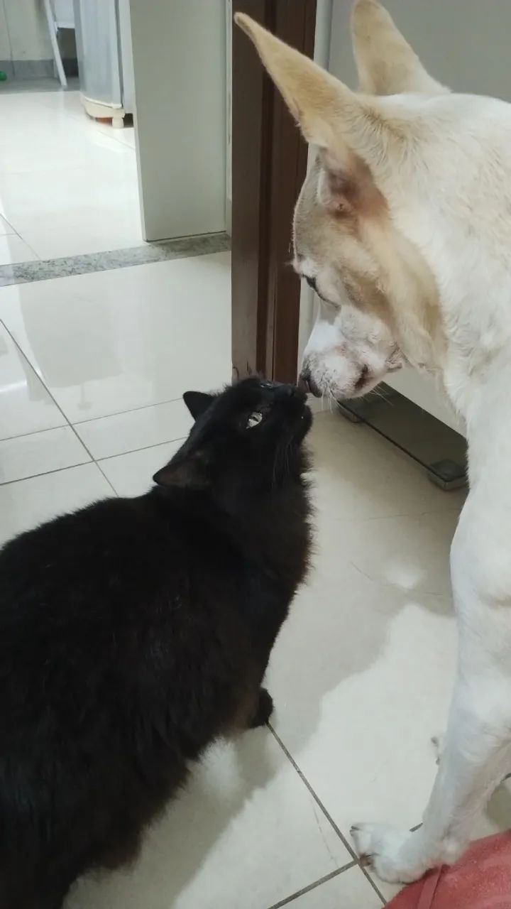 Babá de pets a domicílio  - Foto 2