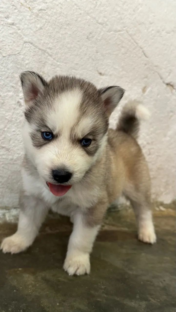 Husky siberiano  - Foto 2