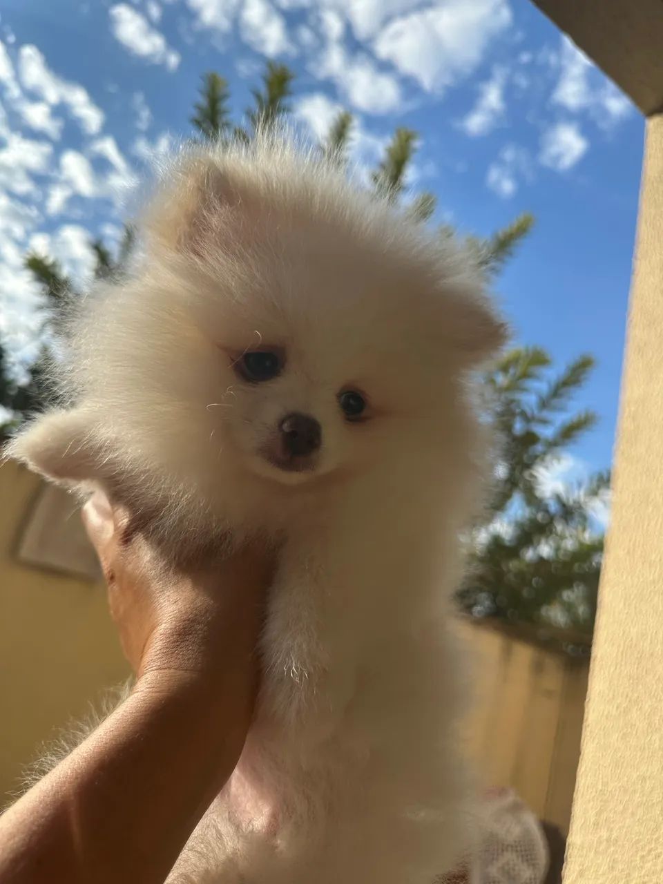 Lulu  - Foto 4