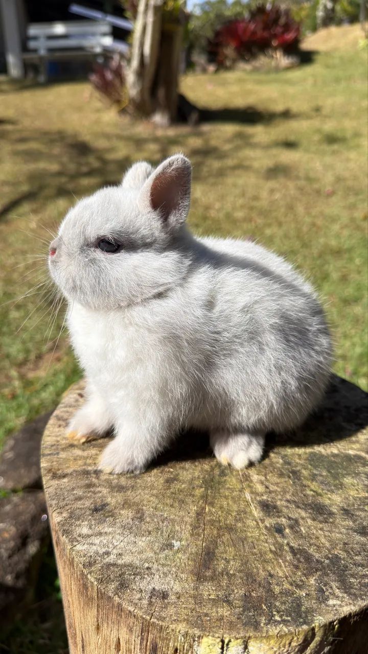 Coelho Netherland Dwarf Macho