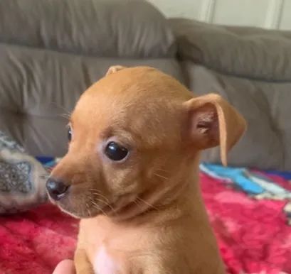Pinscher 