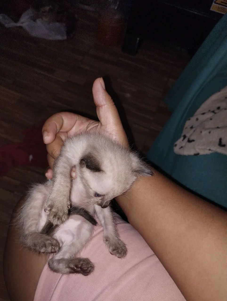 Gatinho macho para doação  - Foto 2