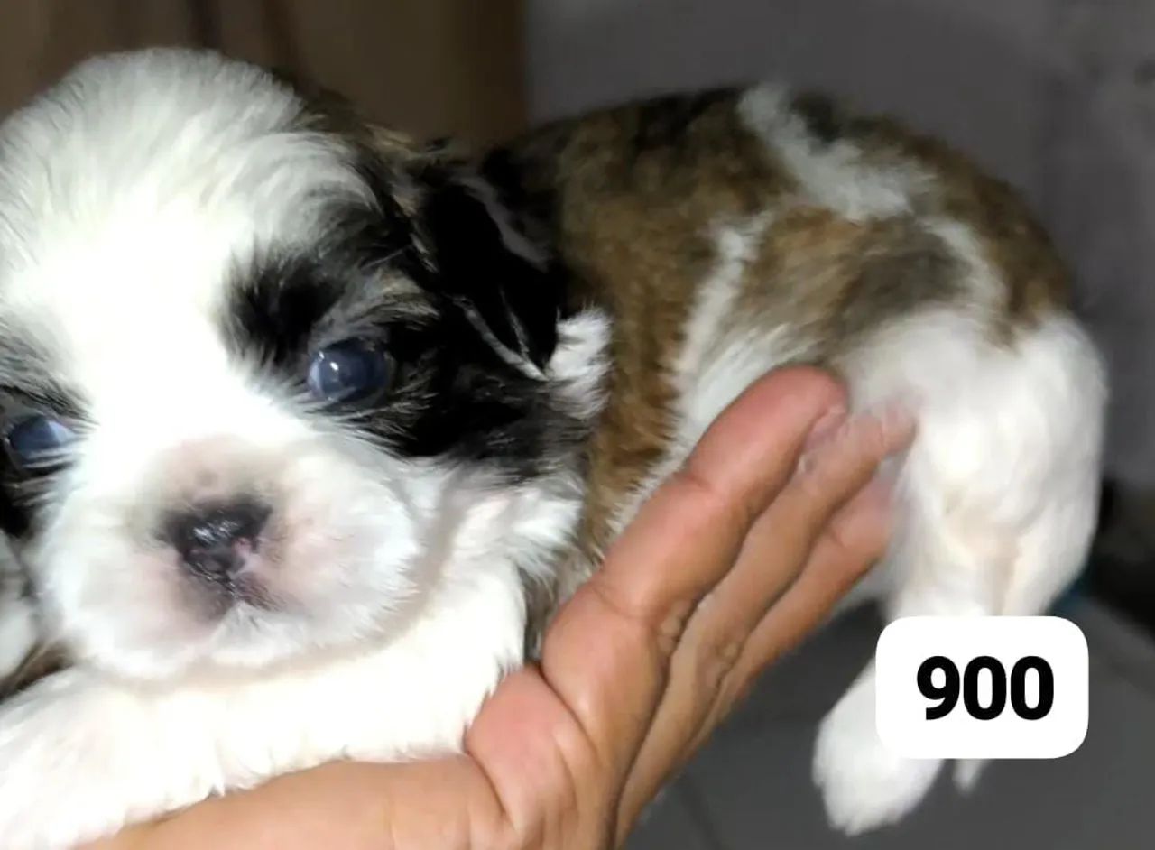Shih tzu macho  - Foto 4