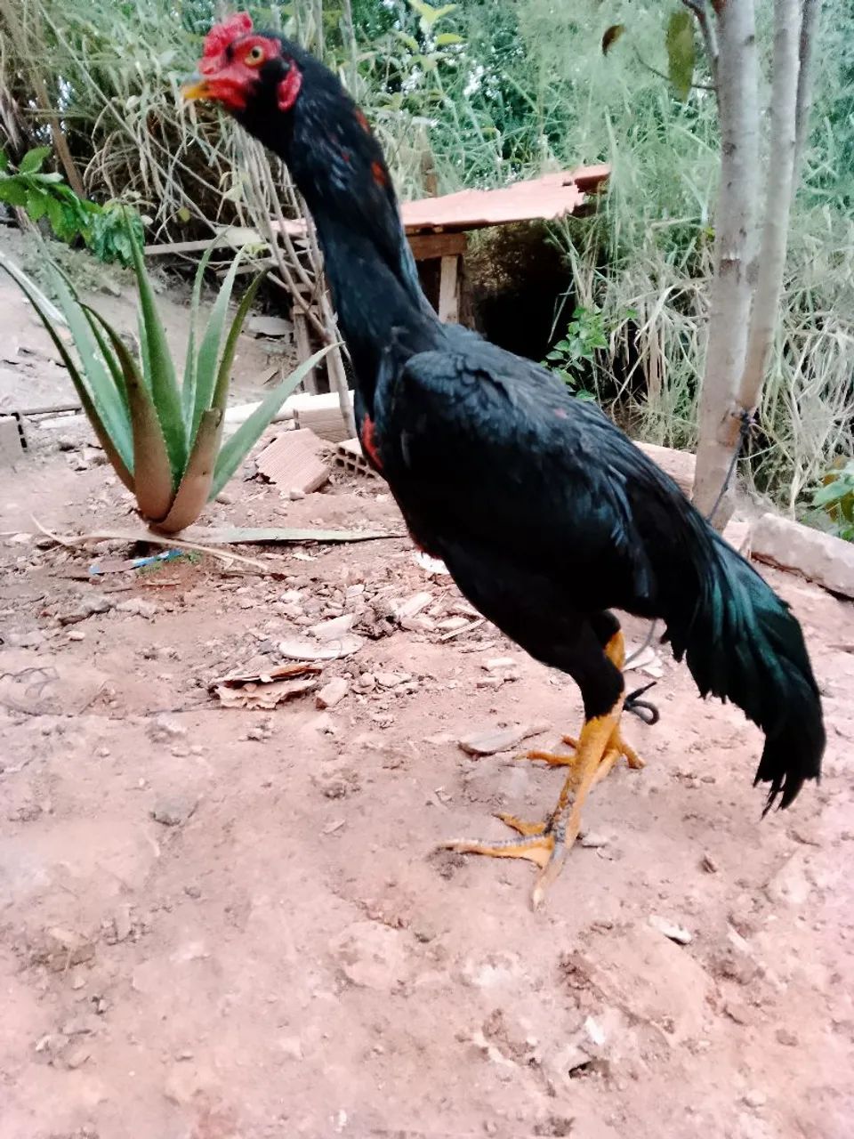 Frango índio  - Foto 3