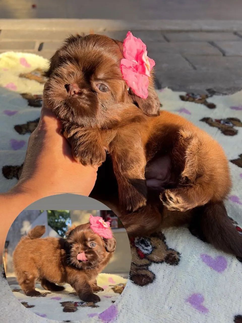 Shih tzu  - Foto 2