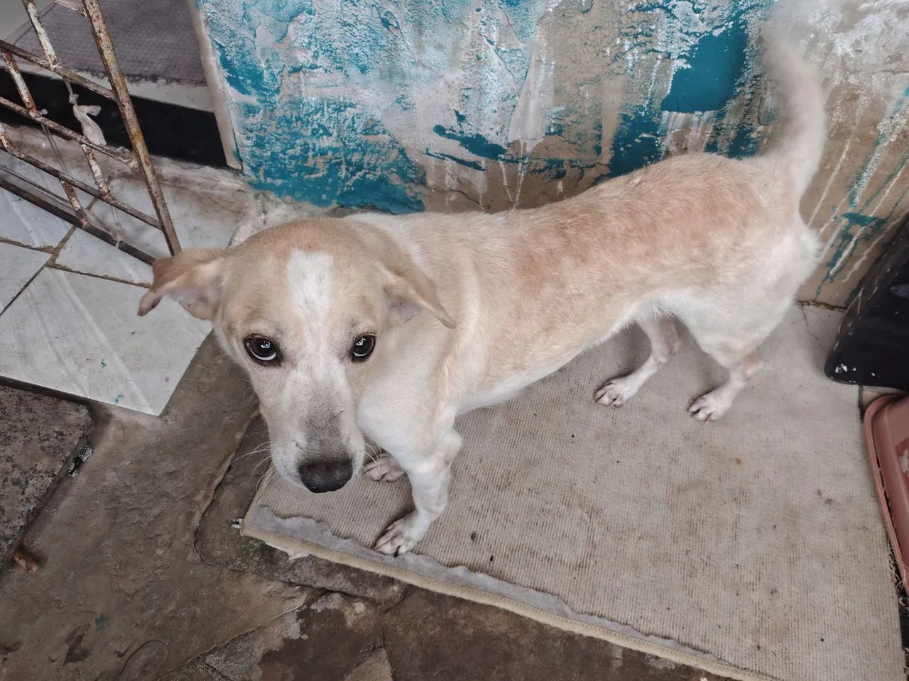 Cachorra pra doação - Foto 3