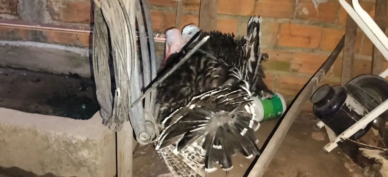 Peru e patos - Foto 4