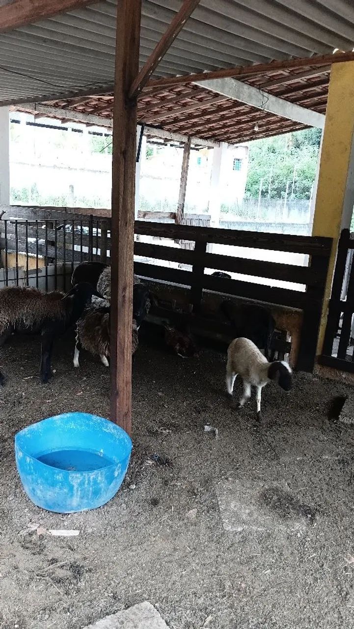 Vendo lote de ovelhas  - Foto 2