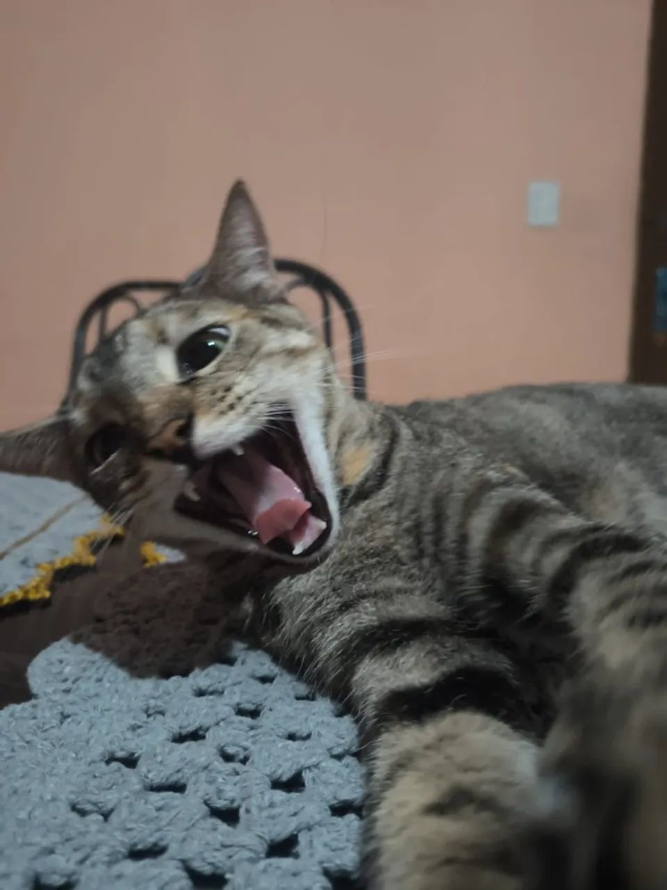 GATOS - Foto 4