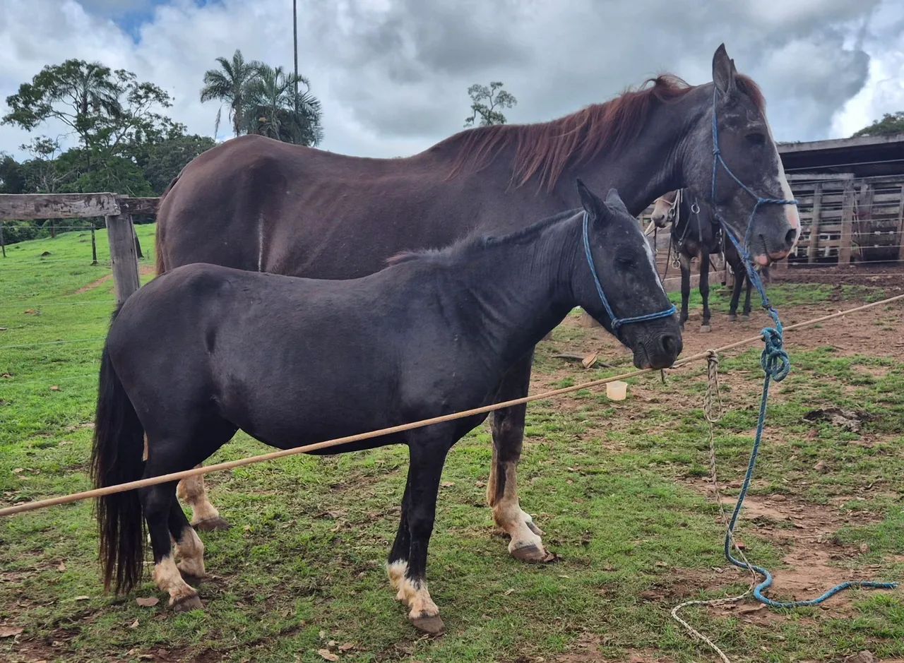 Cavalos e Éguas  Para Crianças - Foto 4