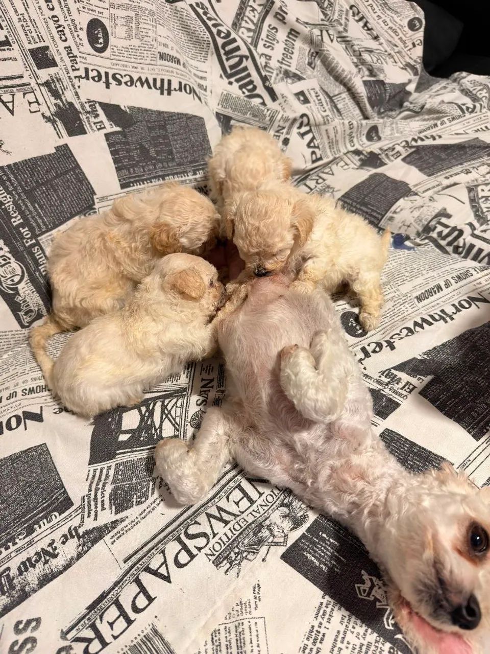 Vendo filhote Poodle toy - Foto 2