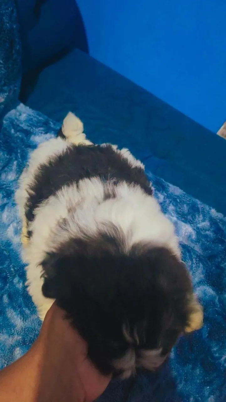 Fêmea lhasa apps  700 - Foto 3