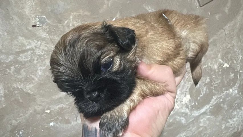 Shih tzu