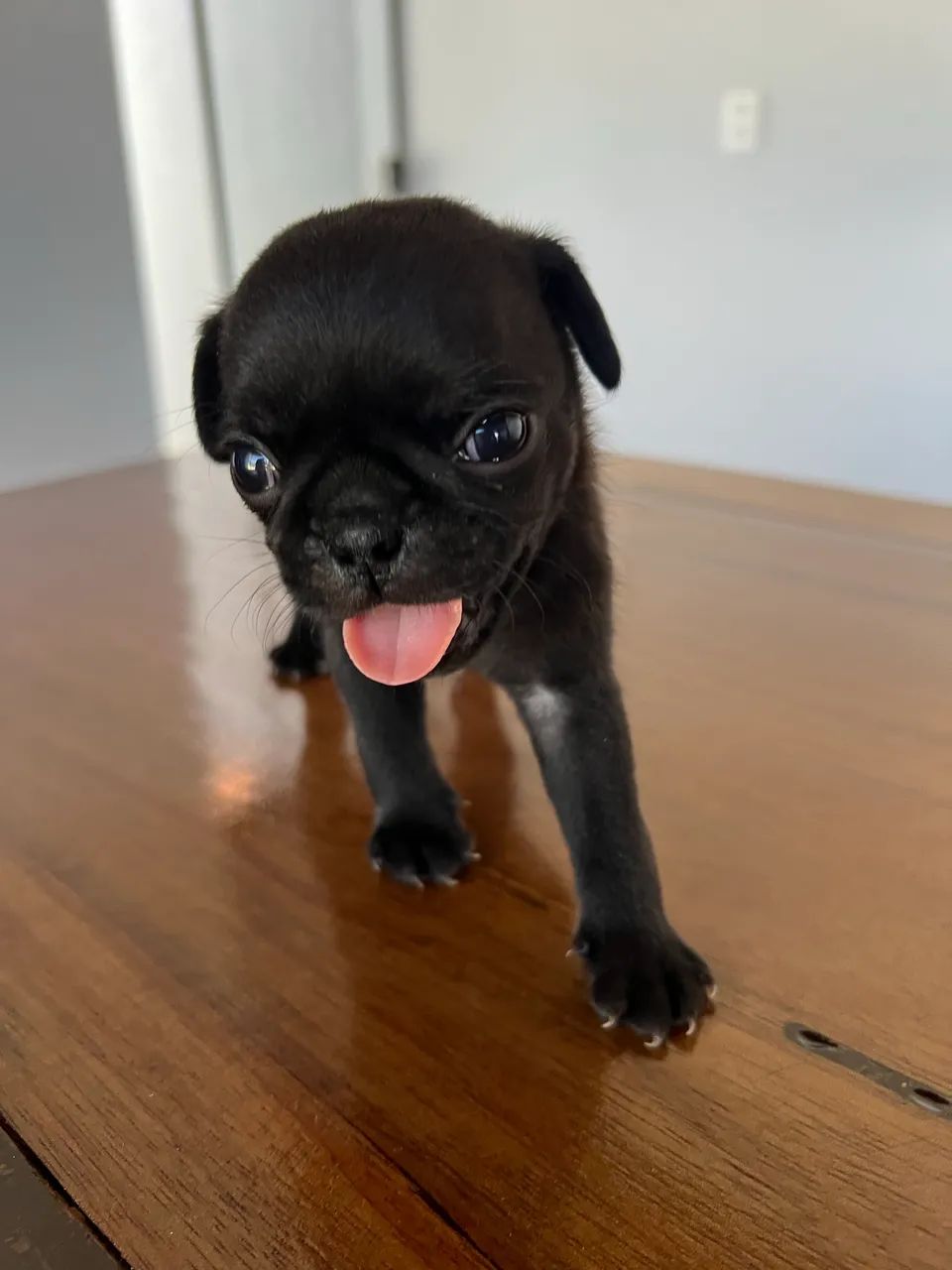 Filhote de PUG  - Foto 2