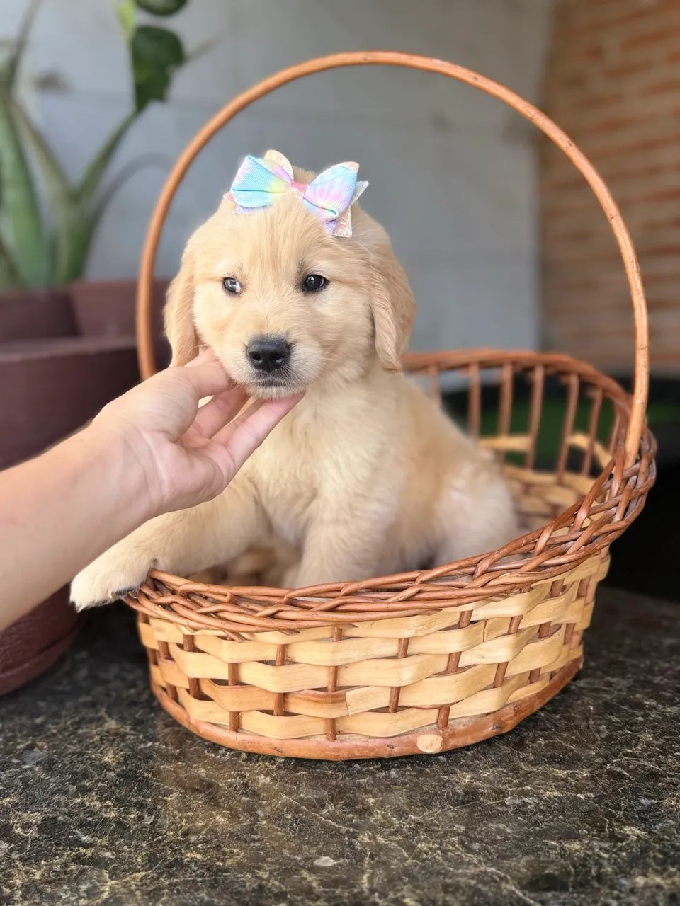 Golden retriever 