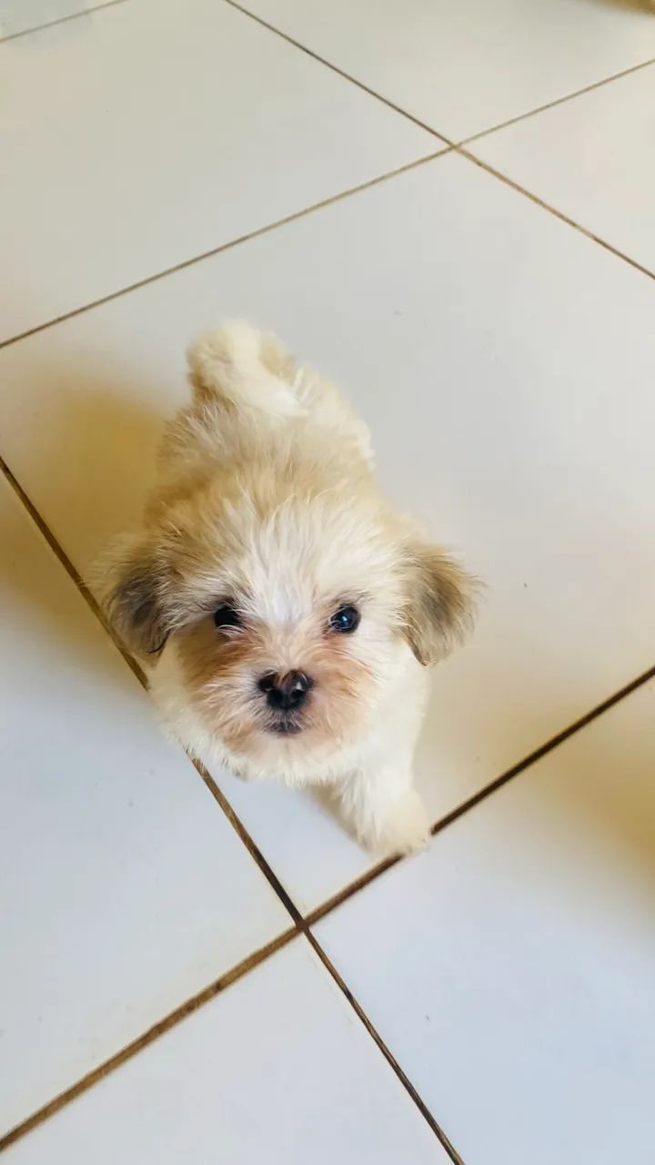 Lhasa Apso - Foto 3