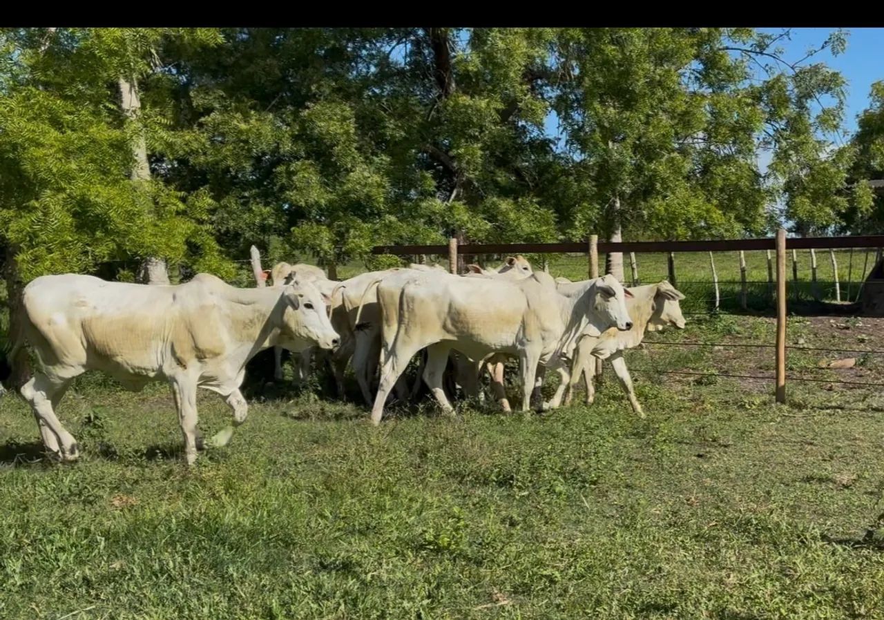Bezerras Nelore  - Foto 2