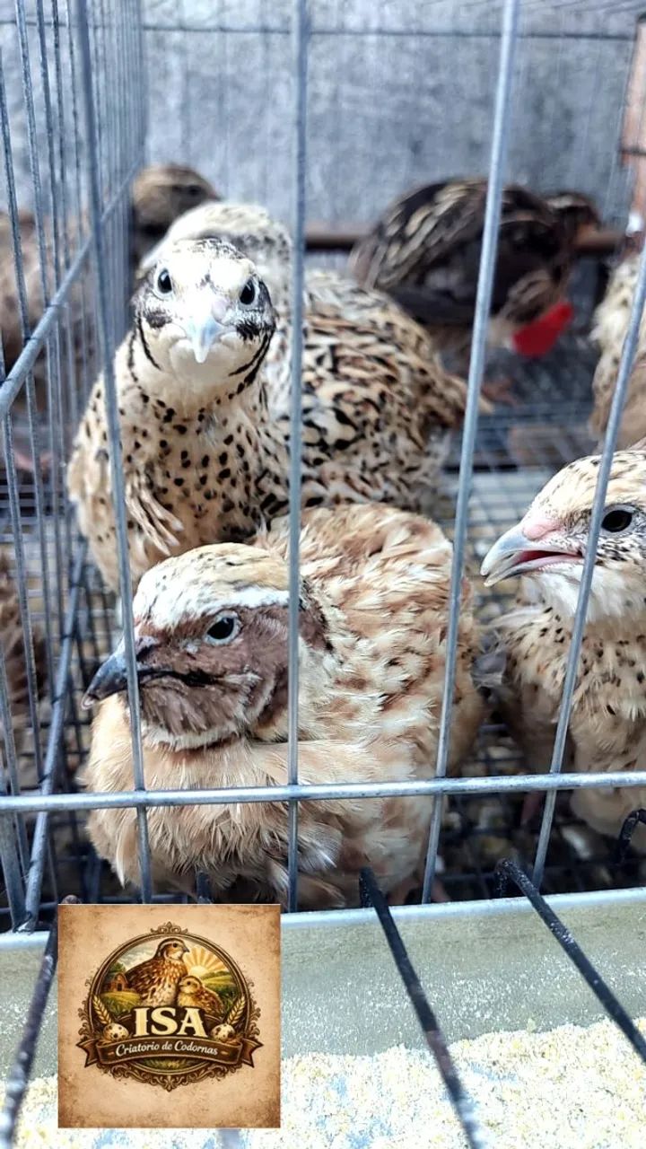 Codornas Gigantes , Pintos e Ovos Férteis  - Foto 5