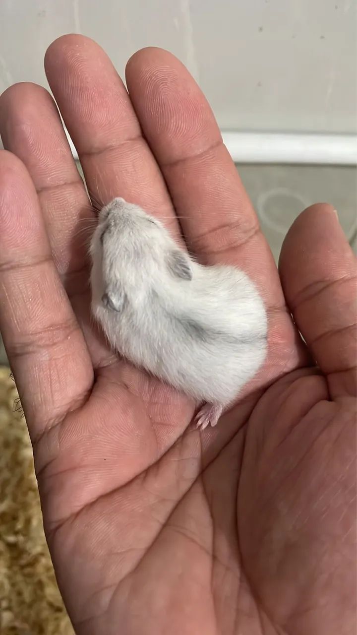 Hamster anão russo/ chinês  - Foto 3