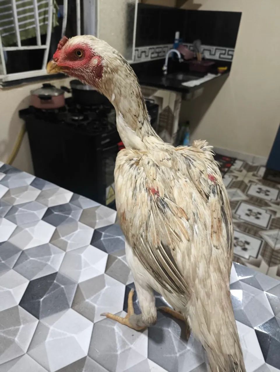 Galinha carioca  - Foto 4