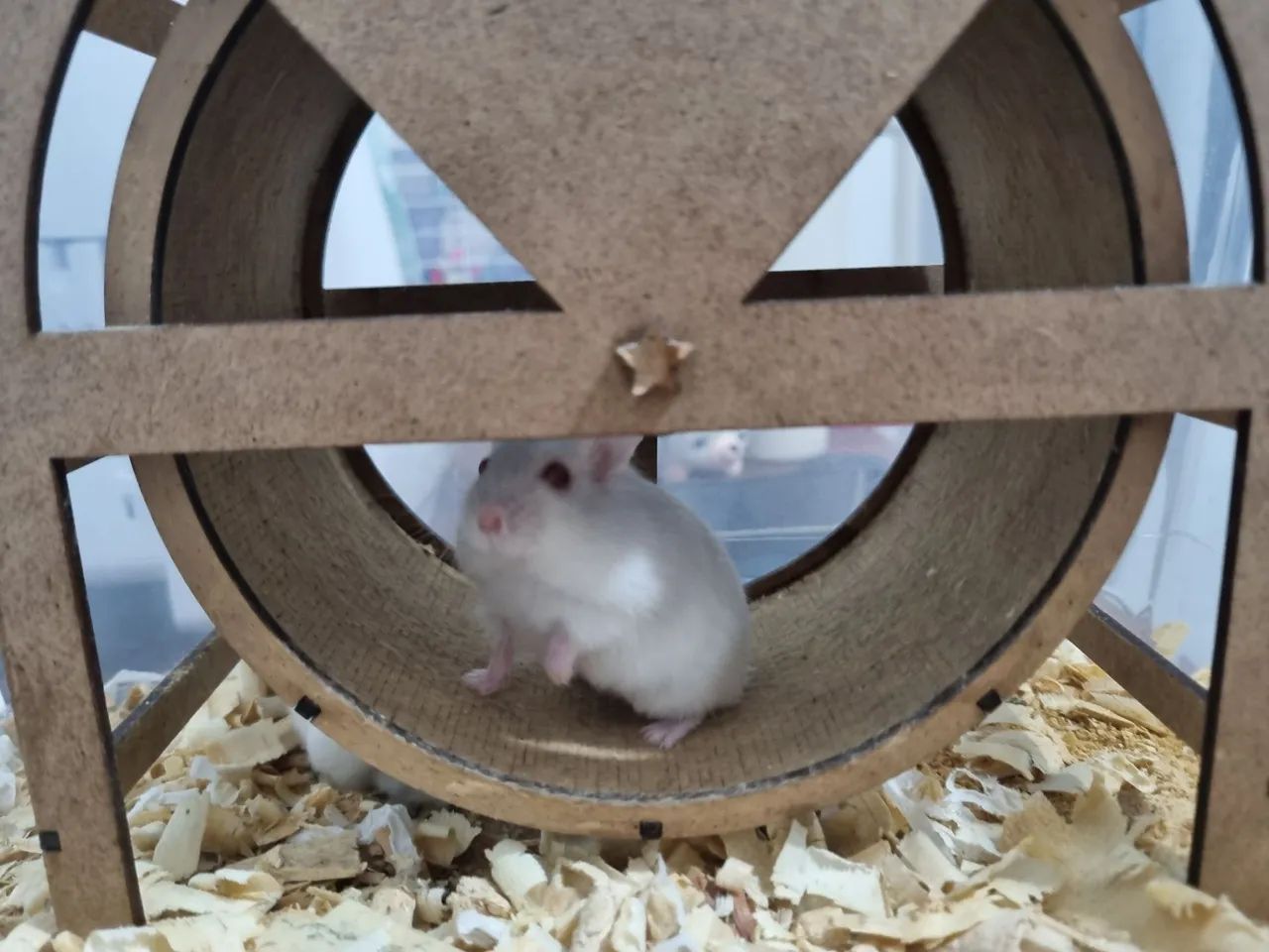 Hamster - anão russo - Foto 4