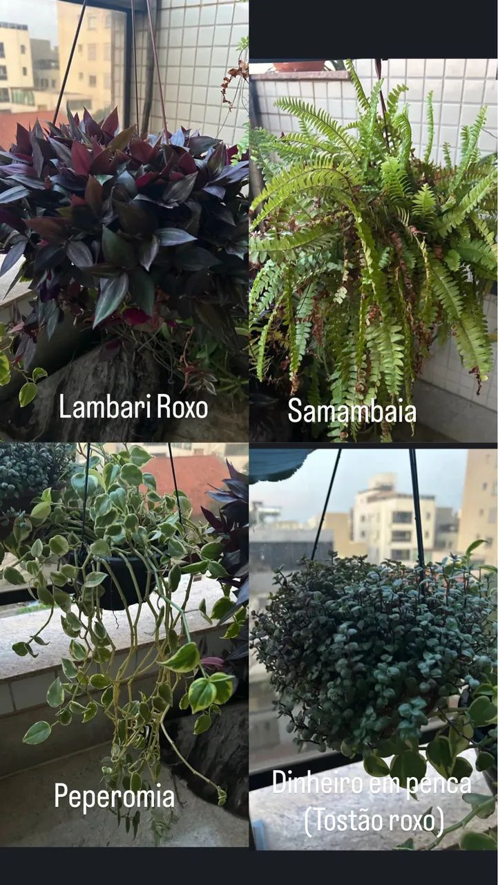 Plantas diversas 