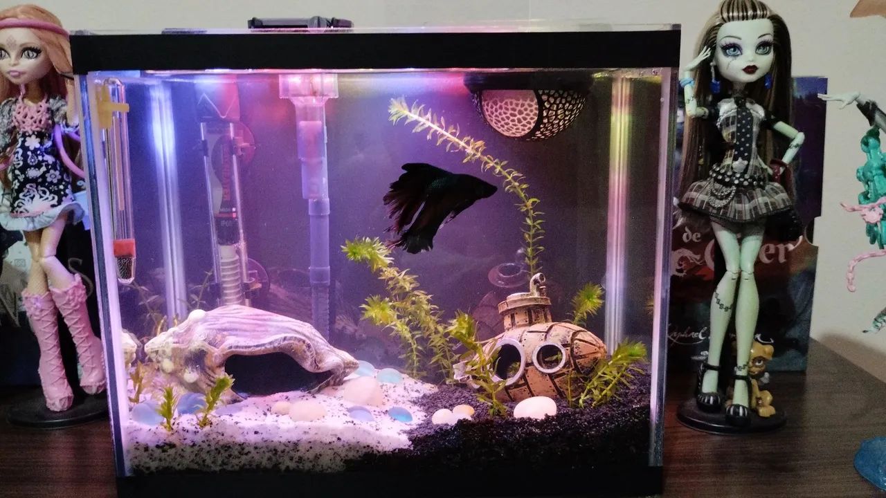 AQUÁRIO DE 10L SEMINOVO
