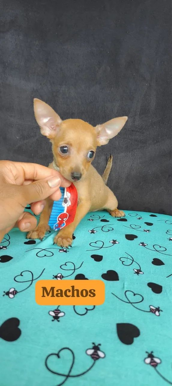 Pinscher vacinado com 65 dias 