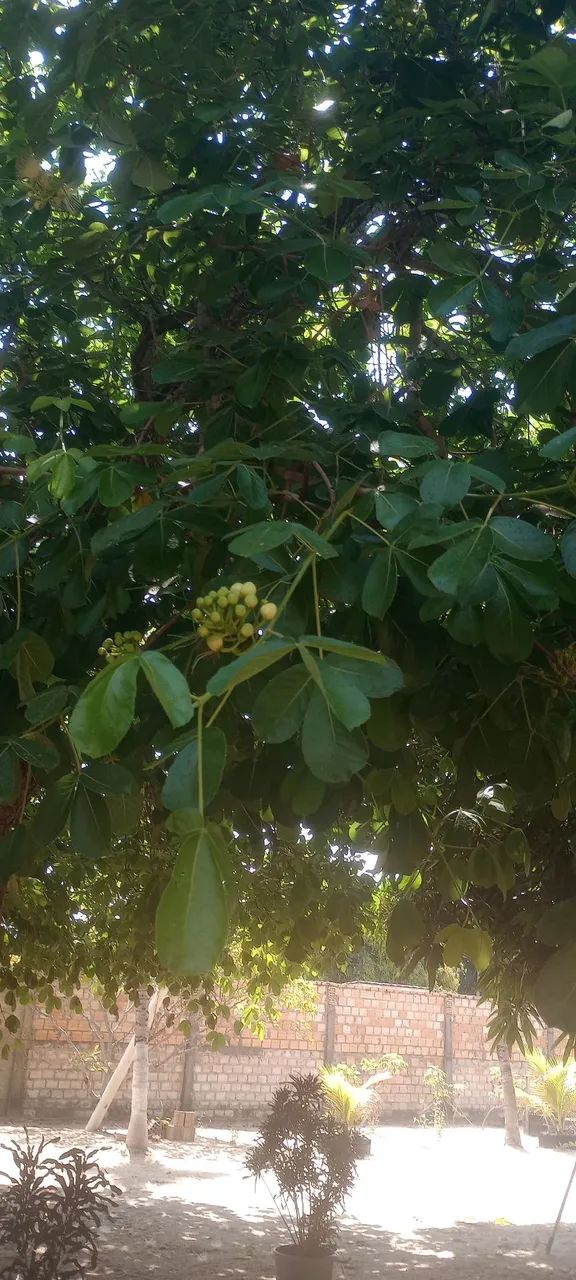 Planta piqui mudas - Foto 3