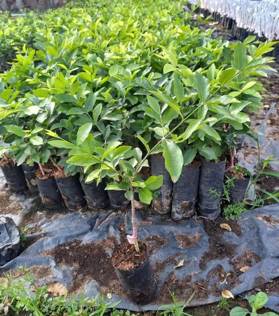 Vendo mudas frutíferas  - Foto 5