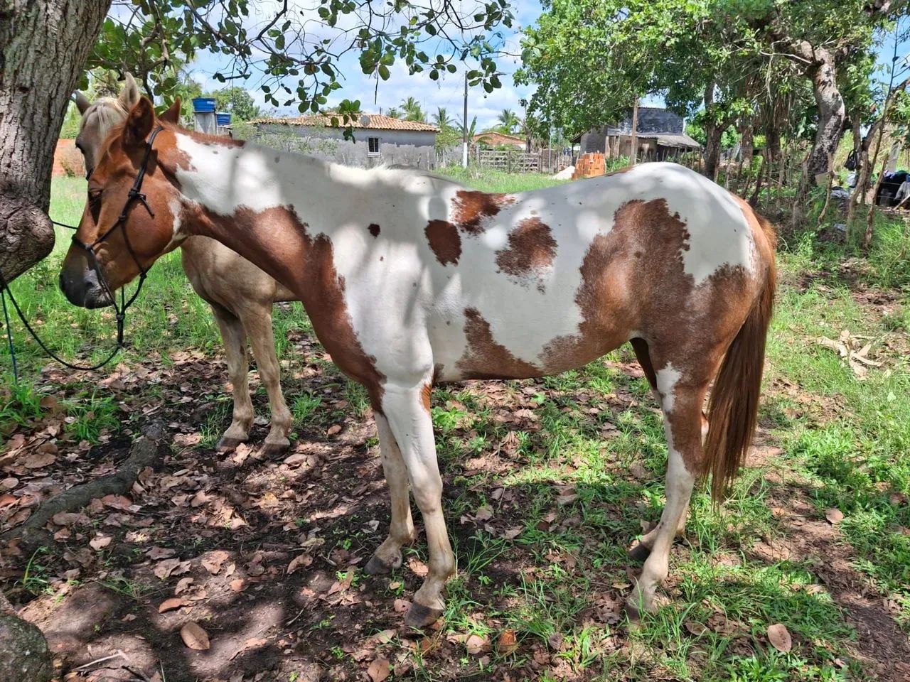 Potra a venda R$ 5.500  - Foto 4