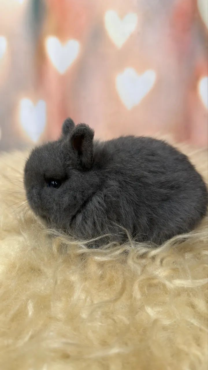 Coelho Netherland Dwarf macho blue