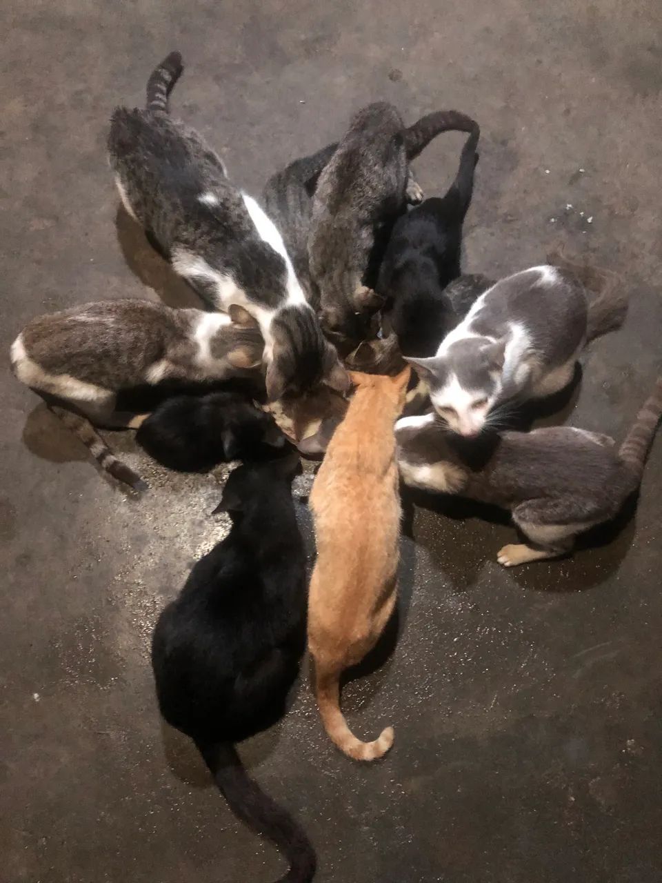 Doa se gatos - Foto 4