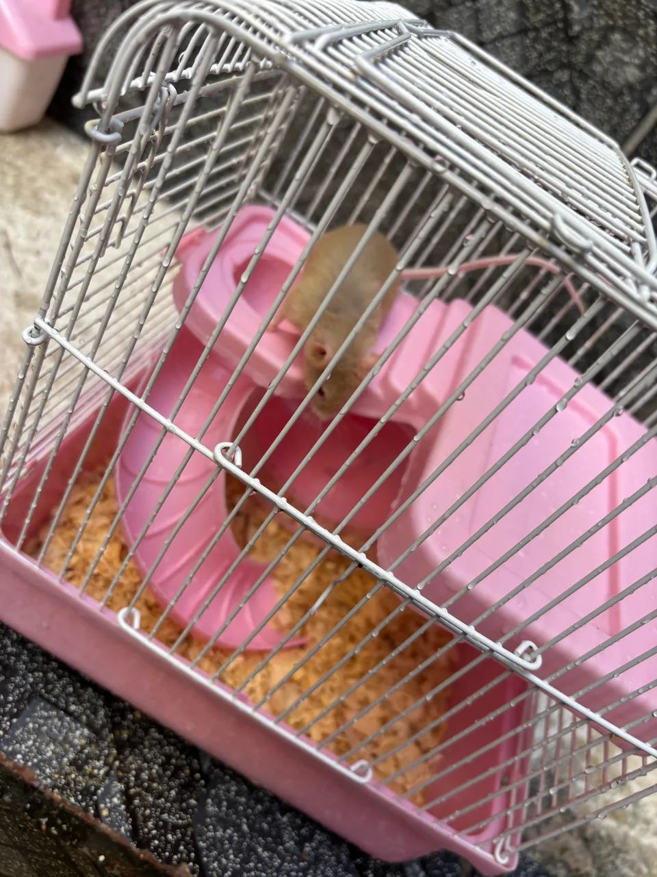Mini ratinho de estimação  - Foto 3