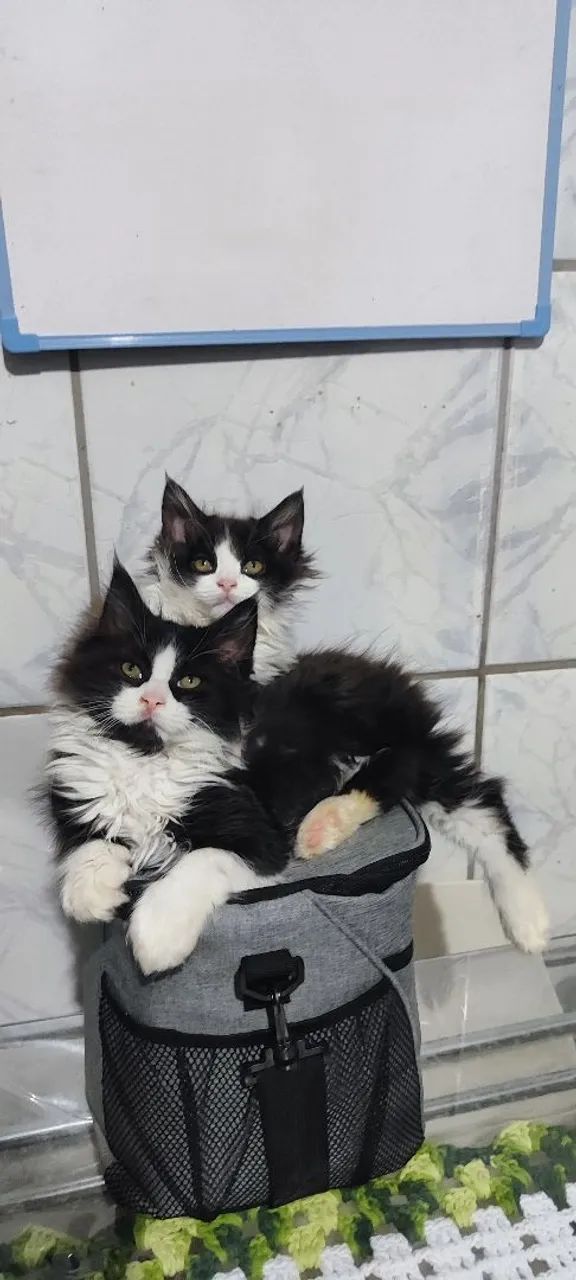 Filhotes de gato Maine con  - Foto 5