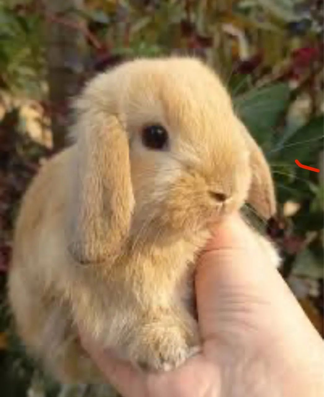 FILHOTE COELHO MINI LOP - Foto 2