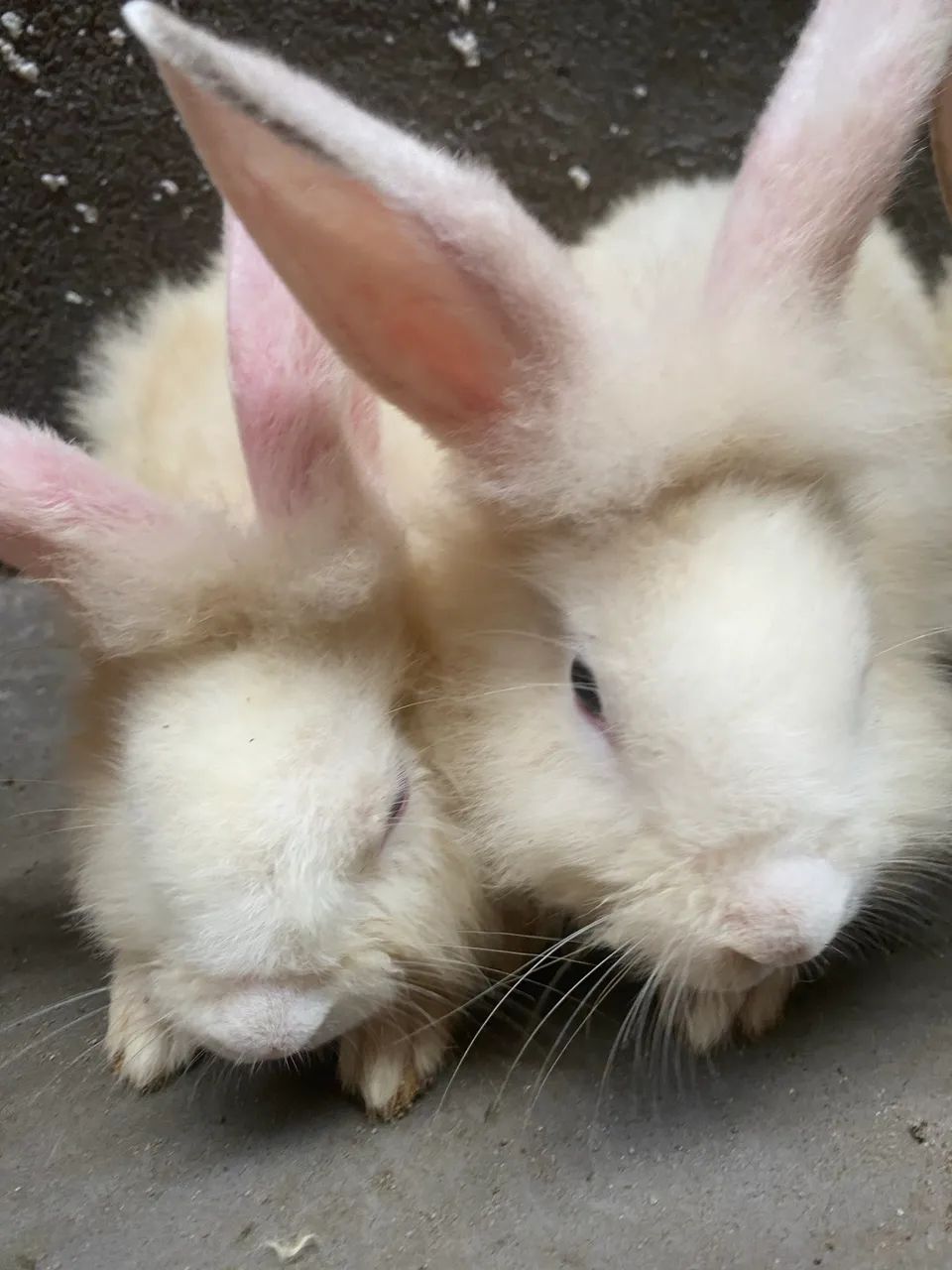Vendo lindos coelhinhos