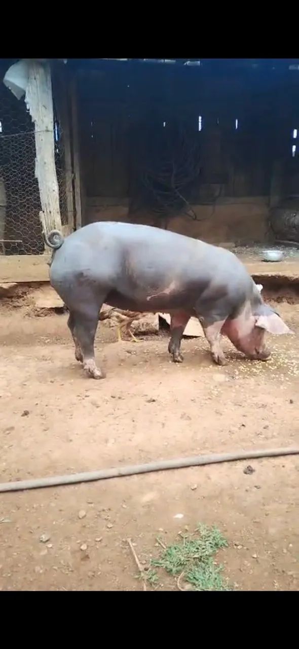 Porca 