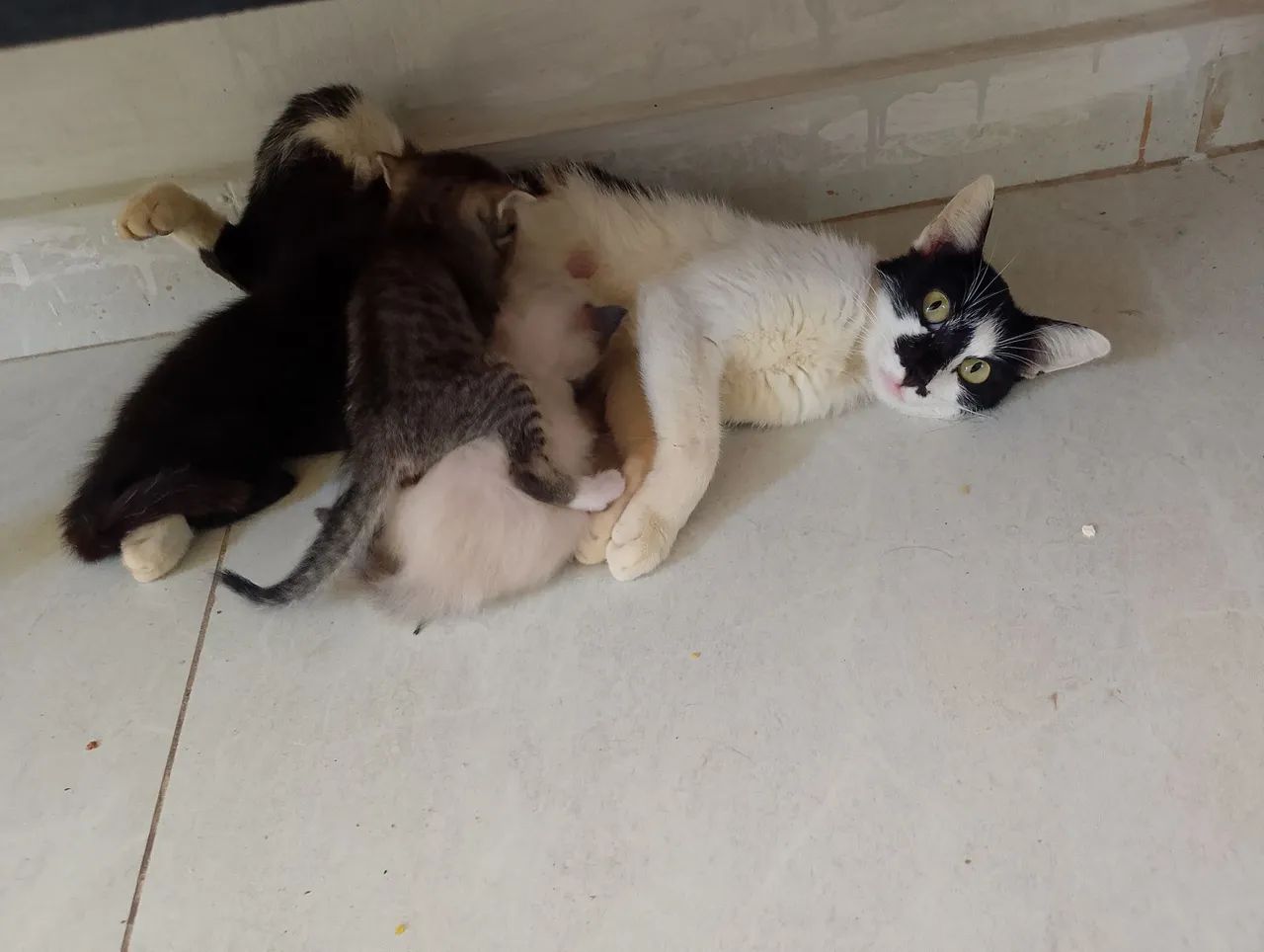 Gatinho macho - Foto 4
