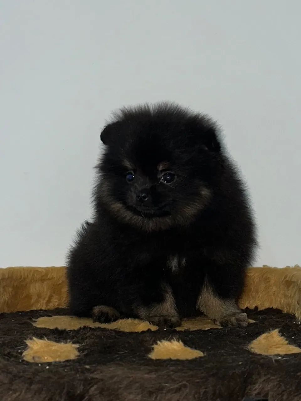 Spitz alemão anão  - Foto 3