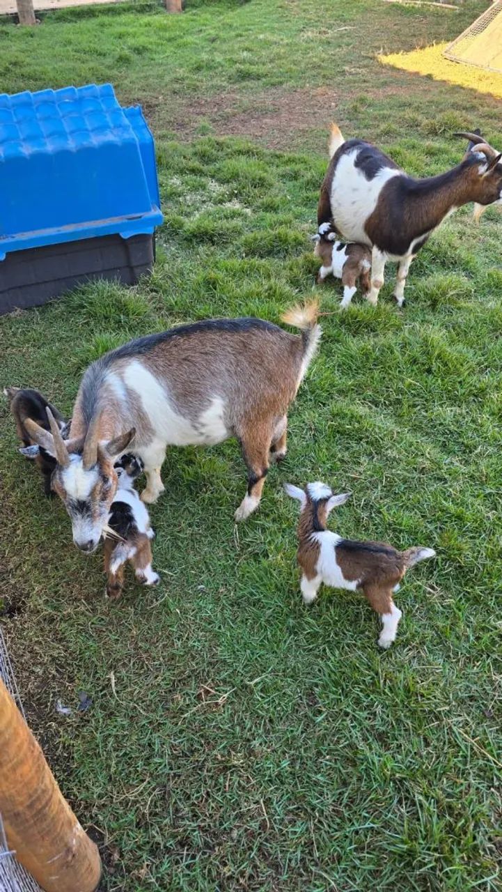 Mini Cabra/ Mini bode / criação  - Foto 3