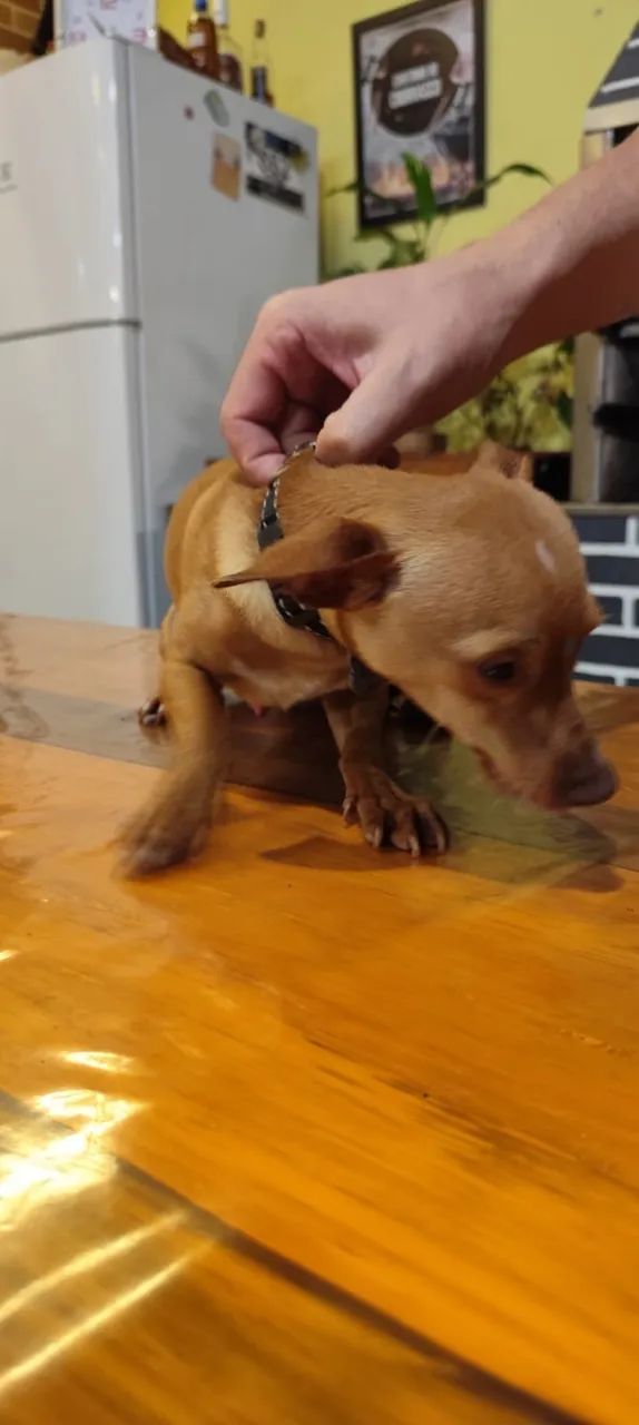 Pinscher masculino  - Foto 2
