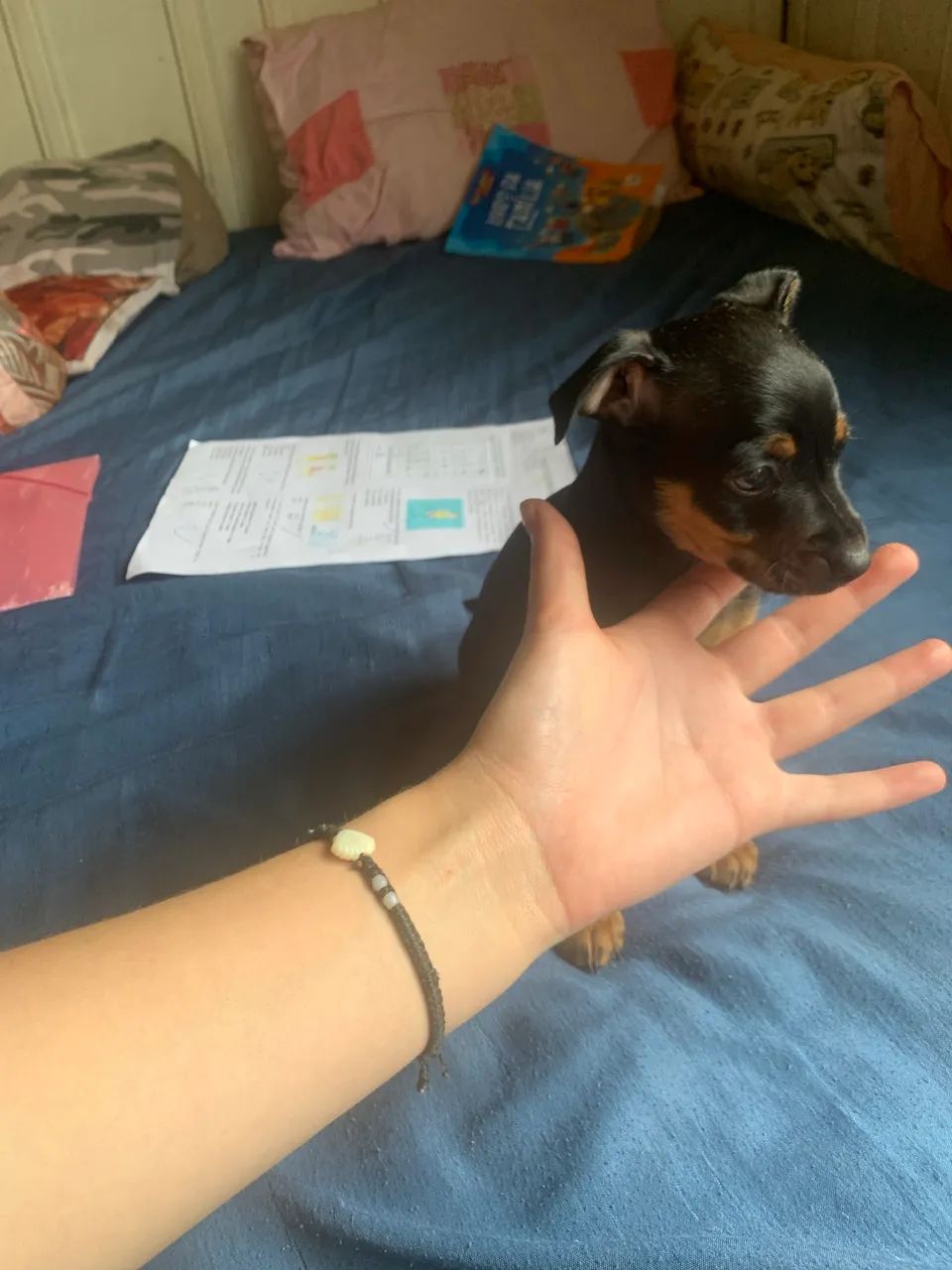 Pinscher  - Foto 2