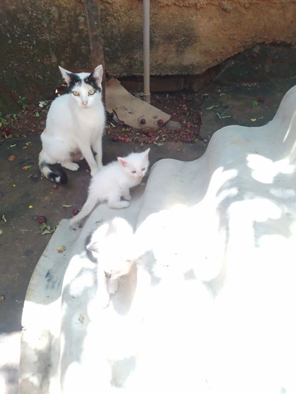 Gatinhos pra doação  - Foto 4